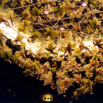 orchideen2