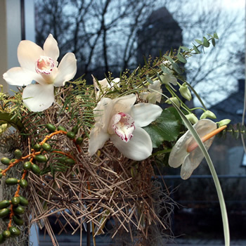 orchideen4